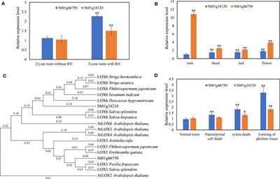 A 13-LOX participates in the biosynthesis of JAs and is related to the accumulation of baicalein and wogonin in Scutellaria baicalensis